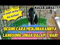 Download Lagu CARA AGAR KACER GIRAS JADI JINAK DALAM 7 HARI