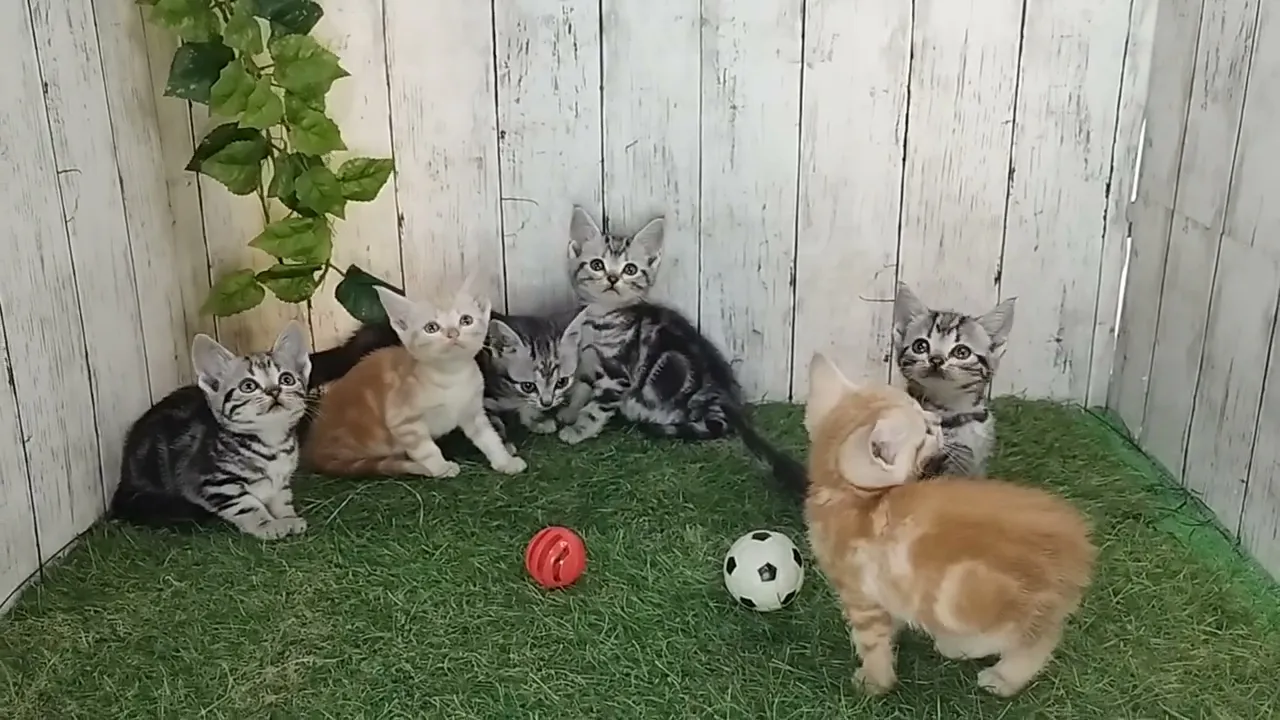 動画