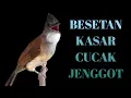 Download Lagu MASTERAN KASAR CUCAK JENGGOT  UNTUK MURAI BATU!! AUTO DILIRIK JURI.