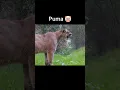 Download Lagu puma 🤡vs other big cat sound 💀🗿   #shorts #lion #tiger #puma #jaguar #viral #animals #wildlife