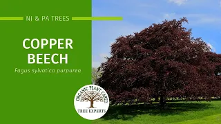 Copper Beach Description Growing Conditions Pests More Organic Plant Care LLC