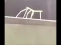 stick bug meme