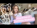 Pros Cons of Owning an Australian Shepherd What to Know Before Getting an Aussie