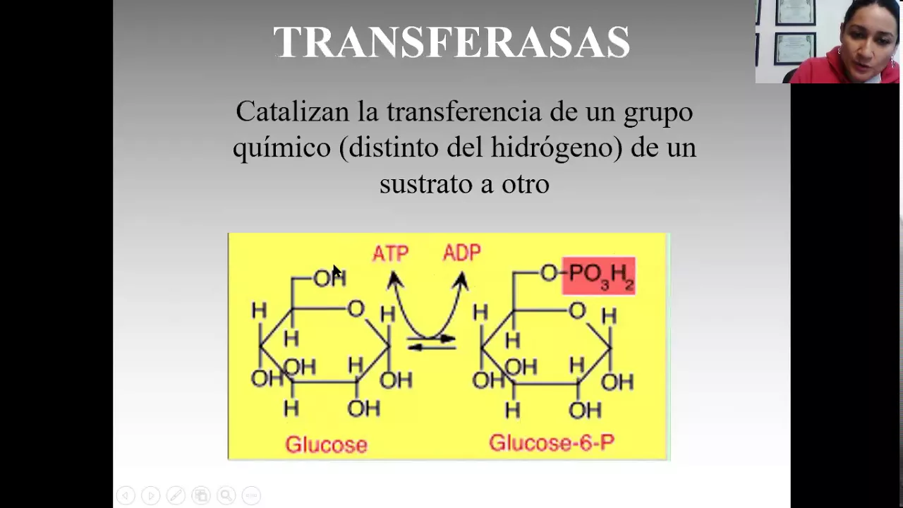 Clasificación de las enzimas
