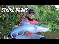 Download Lagu Berburu Ikan Predator Sungai Nyabau Dengan Teknik Dasaran | MANCING MANIA STRIKE BACK (20/10/24) P1