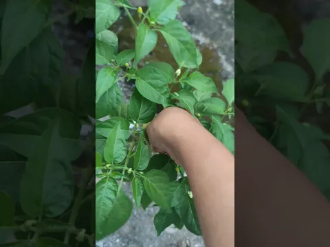 petik cabe depan rumah#visitani#gardening