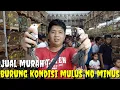 KIOS INI BIKIN GERAH PRAMUKA ! GARA2 PROMO NGAWUR, JUAL BURUNG DGN HARGA DI BAWAH PASARAN