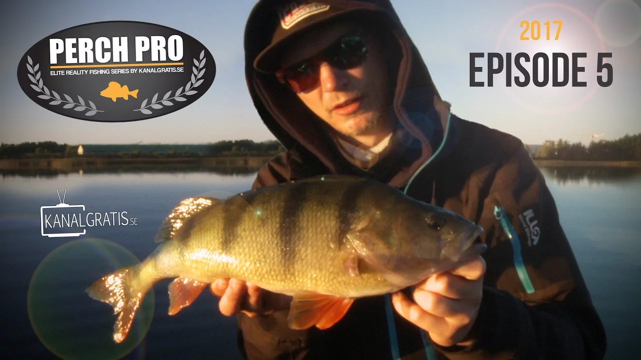 video Perch pro 2017