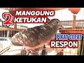 Lagu Suara perkutut lokal TERBAIK untuk pancingan, manggung dua ketukan