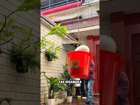 LOli dan Dogy Terjebak! Siapa yang Menulis Pesan dari Mi Mentah?! 😱#shorts#kucing#shortvideo