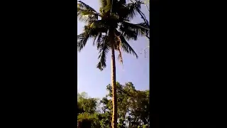 coco nut scandal