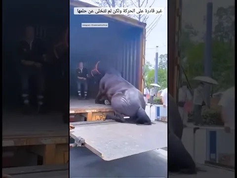 غير قادرة على الحركة ولكن لم تتخلى عن حلمها 🤔😳 #٦٠شو_مع_الدكتور_حاتم_ستين