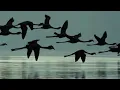 Rustie - Attak (feat. Danny Brown)