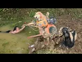 Download Lagu A Dog and a Goat Help a Vietnamese Girl in Trouble - ha thi muon