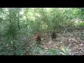 Download Lagu Pikat Sulawesi tenggara,,,sipanda buat keok si ori