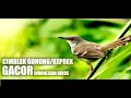 Download Lagu MASTERAN CIMBLEK GUNUNG || INDONESIAN BIRDS. MP3