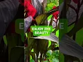 Download Lagu Plant a seed #cannalily