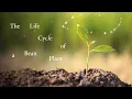 The Life Cycle of a Bean Plant for Kids
