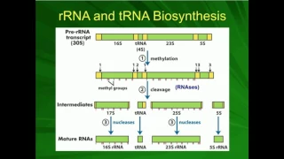 Download rRNA Processing: Pre-ribosome to Ribosome MP3