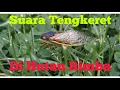 Download Lagu Suara #Tonggeret #Tongkeret #Tengkeret #Garengpong