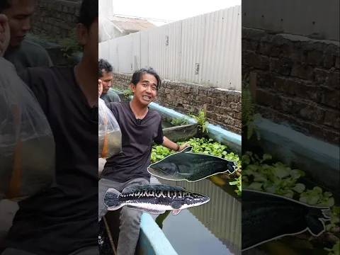 BARU! MASUKIN IKAN TAPAH HASIL TANGKAPAN KE KOLAM
