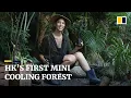 Download Lagu Hong Kong primary school plants Japan’s ‘Miyawaki forest’ to help cool city