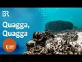 Download Lagu Umweltkatastrophe? Quagga-Muschel krempelt Bodensee um | quer vom BR