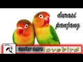 Masteran Suara Burung LoveBird Full Durasi Panjang 1 Jam Lebih