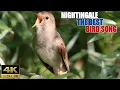 NIGHTINGALE BIRDS CHIRPING || THE BEST BIRD SONG IN THE WORLD || SIKATAN LONDO