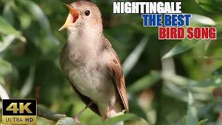 Download NIGHTINGALE BIRDS CHIRPING || THE BEST BIRD SONG IN THE WORLD || SIKATAN LONDO MP3