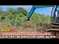 Lagu NGERI‼️AKSI BRUTAL EXCAVATOR BABAT ALAS BUKA JALUR TIBA TIBA MUNCUL DARI SEMAK SEMAK  BELUKAR