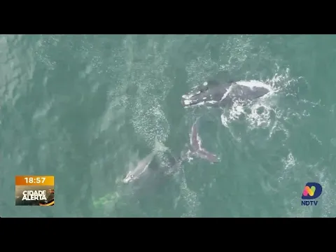 Drone captura momento único de mãe e filhote de baleia-franca em SC