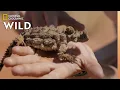Lagu The Thorny Devil of Australia | Out There With Jack Randall