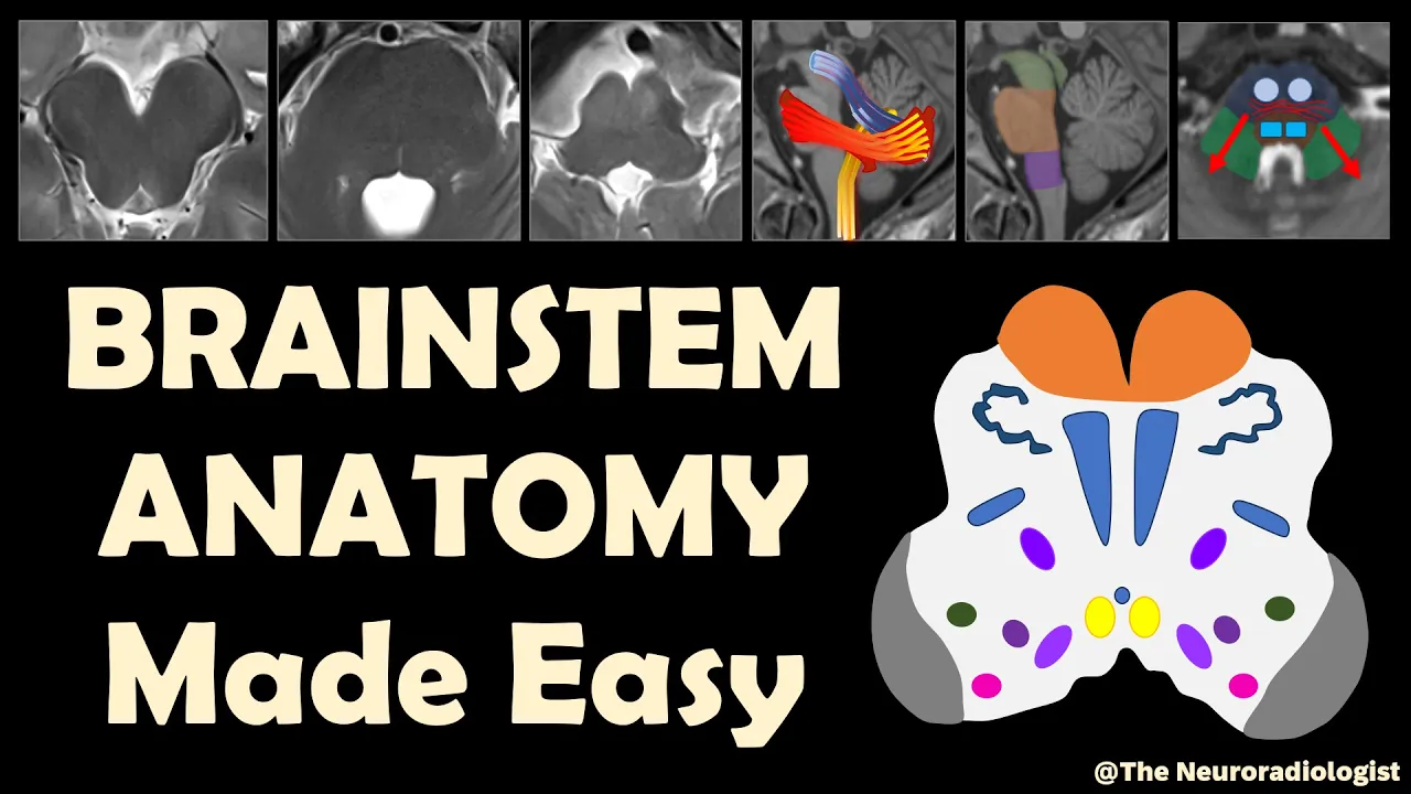 Anatomy of the Brainstem... made Easy!