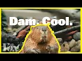 Why beavers matter as the planet heats up