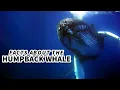 Humpback Whale Facts WHY are they called HUMPBACK