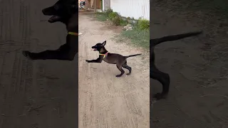 لقيت كلب في الشارع ومش عارف بتاع مين🤔