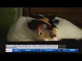 Harlingen to begin spay and neuter program