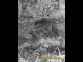 Download Lagu Kalij Chicks 53 Days Old | Very Early Morning | Himalyan wildlife