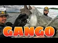 Download Lagu P1 - Pagpandaw ng Gango - EP2031