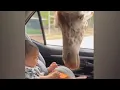 Watch Giraffe Steals Snack From Baby In Car