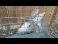 TAMUK Composite rabbit update