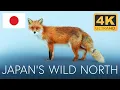 Download Lagu Japan´s Wild North: The Wilderness of Hokkaido | 4K UHD Documentary