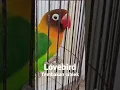 Lagu suara Lovebird tembakan ciblek gunung