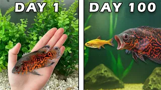 Raising a Tiger Oscar for 100 Days