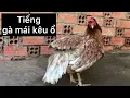 Lagu Gà mái kêu ổ chứng tỏ sắp đẻ trứng | hens croak | Ut Giang