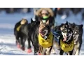 Download Lagu Around 2000 dogs participate in sled dog race in Alaska