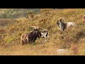 Old Irish Feral Goats