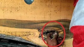 kaget saat menemukan sesuatu di kayu besar ini penggergajian kayu menjadi tegang sawmill woodworking