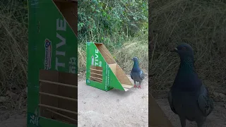 Quick Unique Dove Bird Trap Make From Cardboard Box Youtubeshorts 